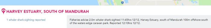Harvey Estuary Shark